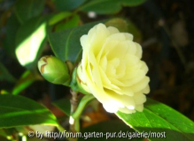 Dahlohnega 30mai14.jpg
