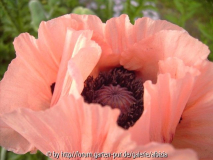 Papaver-Rüschen