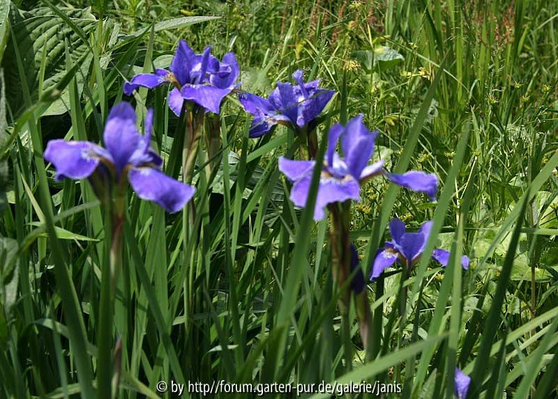 iris sibirica