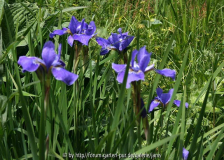 iris sibirica