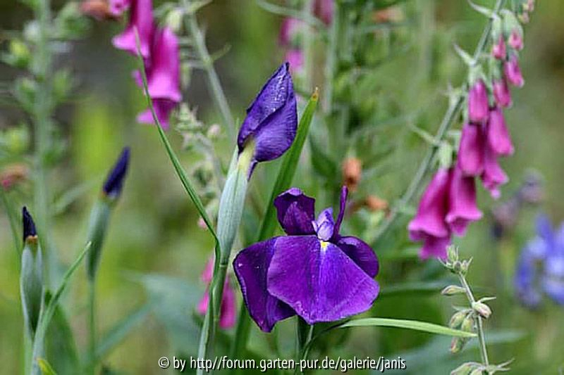 iris + digitalis