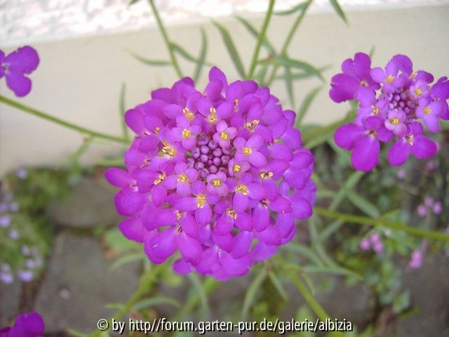 Iberis umbellata 1