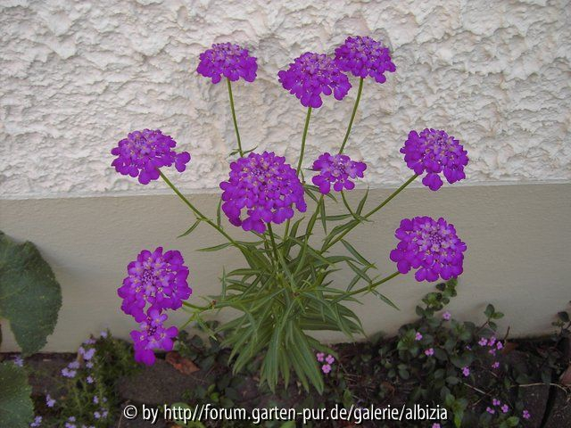 Iberis umbellata 2