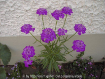 Iberis umbellata 2