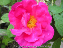 Rosa gallica officinalis
