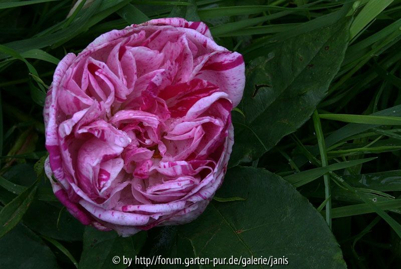 honorine de brabant