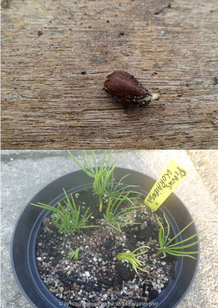 Pinus koraiensis Collage