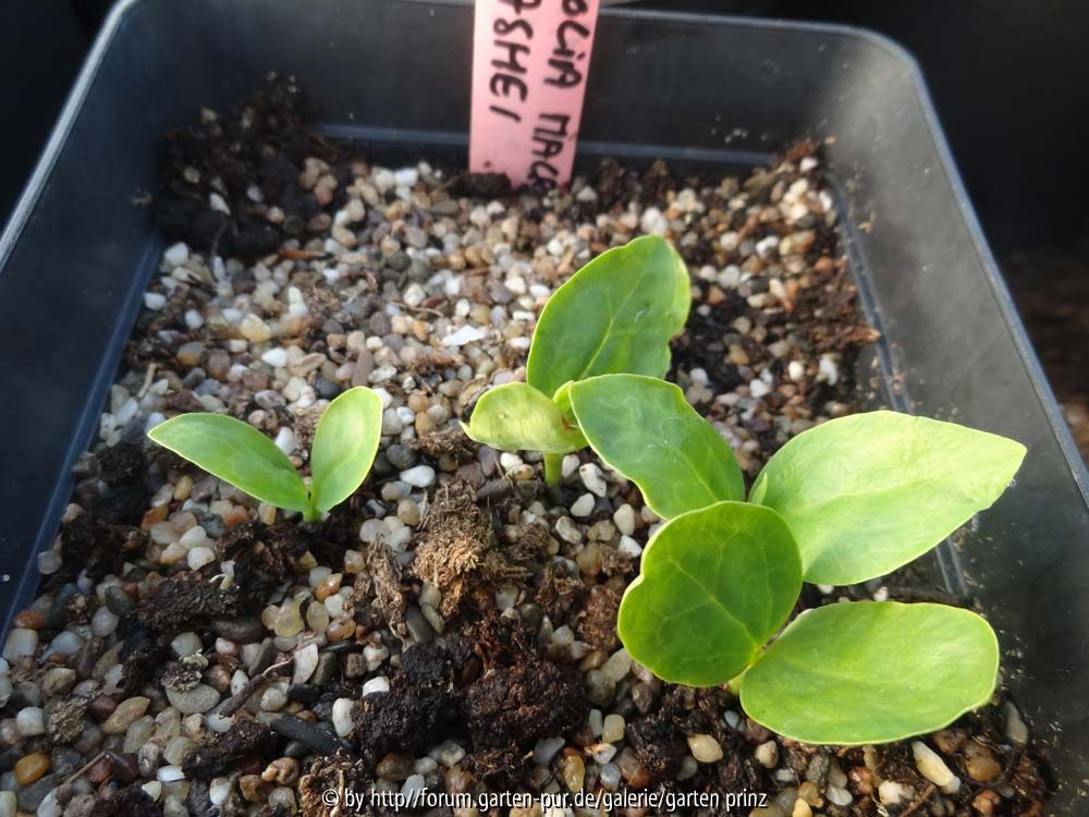 Magnolia macrophylla supsp. ashei Germination May 2014