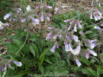 Penstemon hirsutus var. pygmaeus June 20