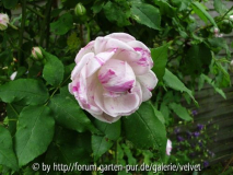 Honorine de Brabant1
