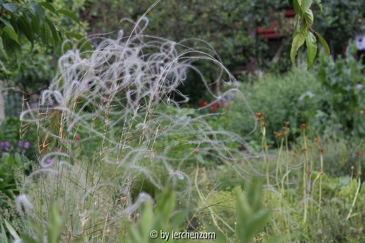 Stipa pennata