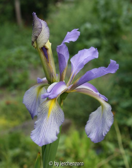 Iris spuria cv.