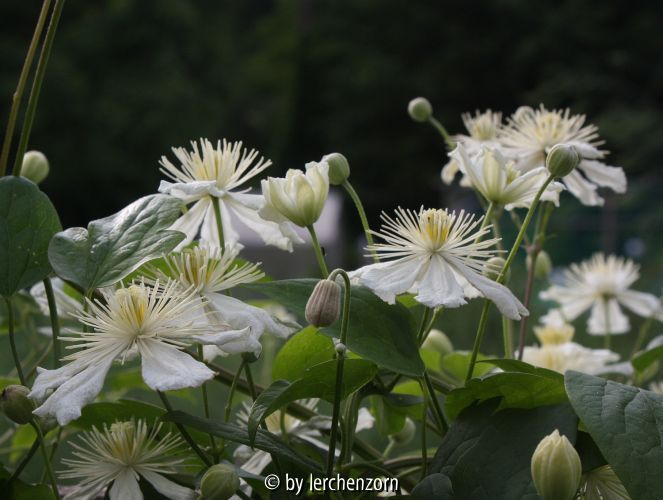 Clematis PAUL FARGES