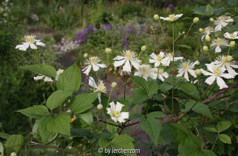 Clematis PAUL FARGES