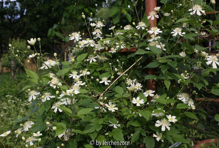 Clematis PAUL FARGES