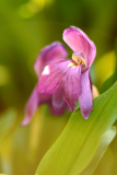 Roscoea -knorbsiana