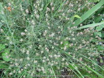 Plantago sempervirens 140525 x.jpg