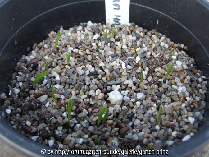 Lilium hansonii Germination February 2011