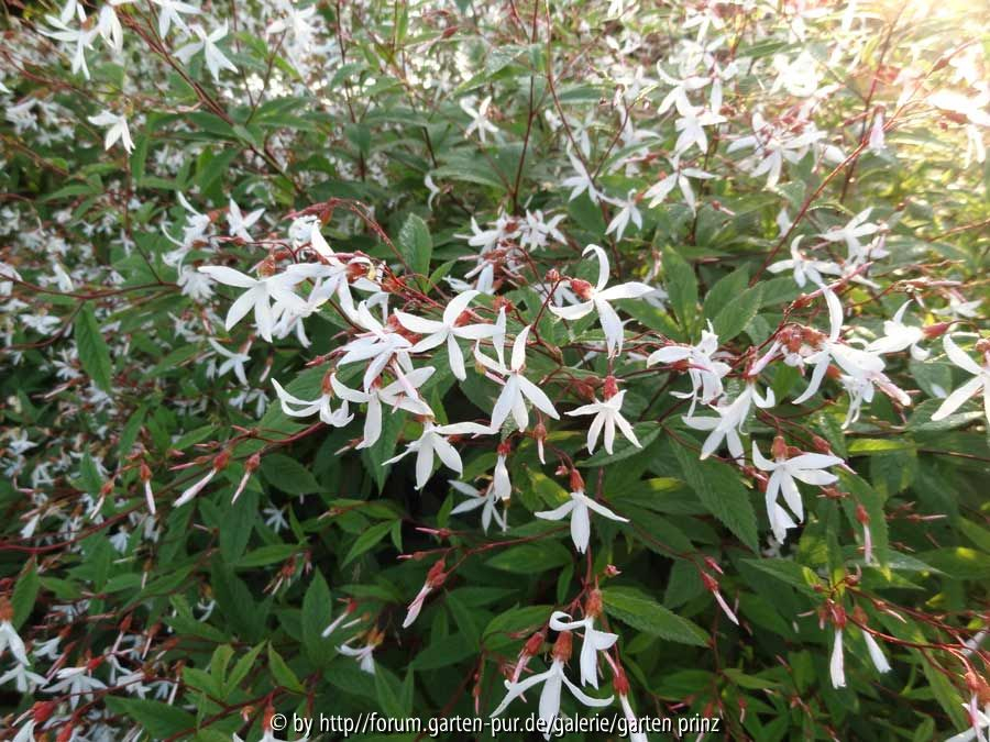 Gillenia trifoliata 2014 June Close Up