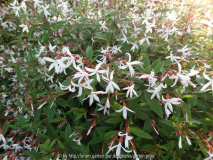 Gillenia trifoliata 2014 June Close Up