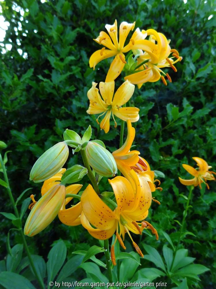 Lilium hansonii 2014 June