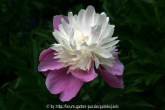paeonie-pink-weiss_014b.jpg