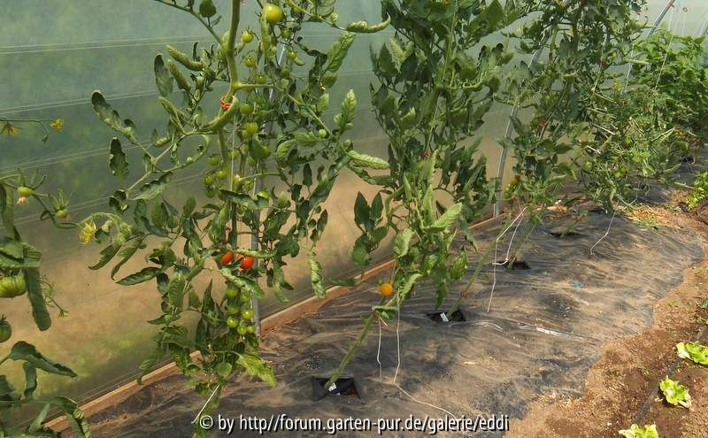 Tomaten