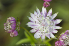 Astrantia Juni 2014