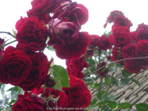 Kletterrose 'Sympathie'