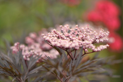 Sambucus black Lace.