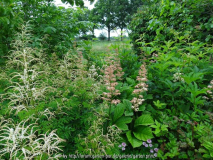 Kombination Aruncus mit Rodgersia aescul