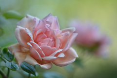 Albertine