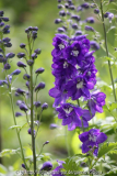 Delphinium Sämling