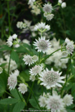 Astrantia-StarofBillion_14-1a_pg.jpg