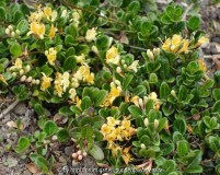 Lonicera_crassifolia-LittleHoney_14-1a.j
