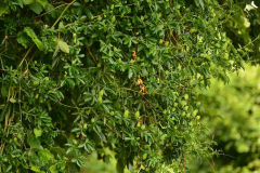 im Apfelbaum.jpg