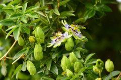 Cerulea- Saemling.jpg
