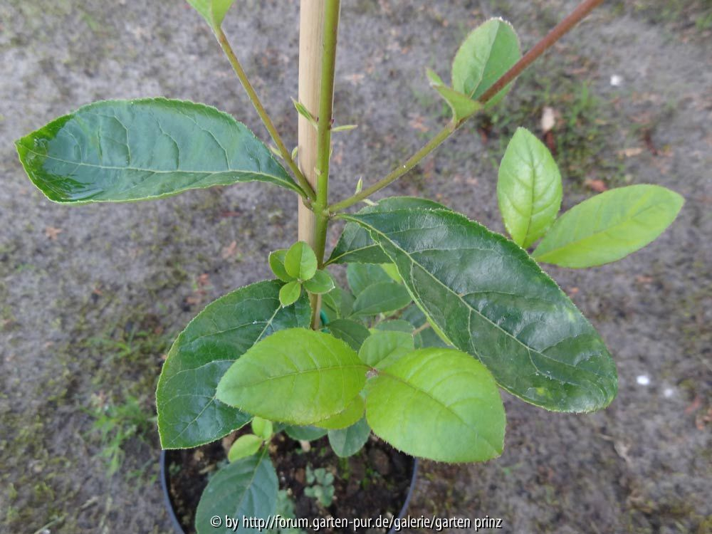 Chionanthus retusus Leaves 1