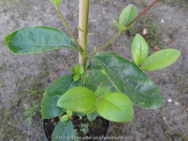Chionanthus retusus Leaves 1