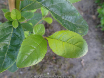Chionanthus retusus Leaves 2