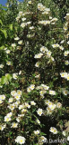 Cistus laurifolius Blüte
