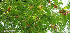 Prunus avium Früchte
