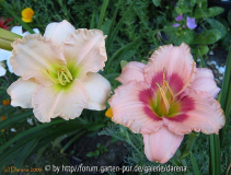 UBO Apricot und Strawberry Candy