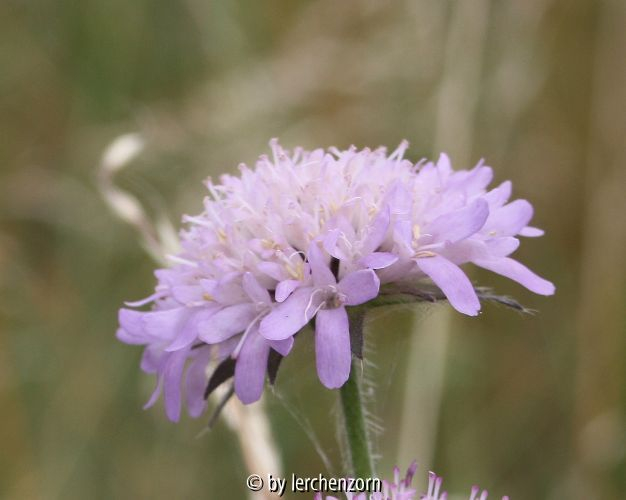 Knautia arvensis