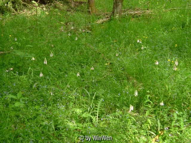 Dactylorhiza maculata in Schweden