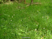 Dactylorhiza maculata in Schweden