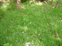 Dactylorhiza maculata in Schweden