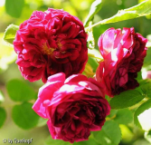 Unbekannte, Blüten (Sonne)