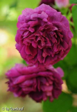 Unbekannte, Blüten (Schatten2)