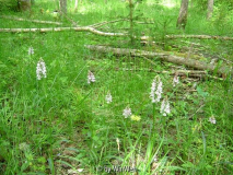 Dactylorhiza maculata in Schweden